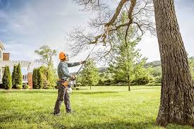 How Our Tree Care Process Works  in  Minden, NV