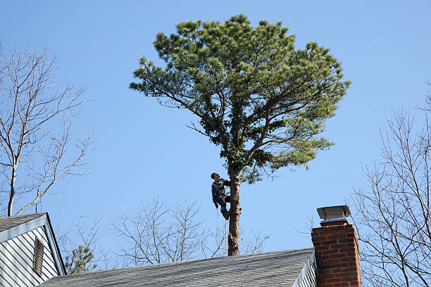 Best Tree Disease Treatment  in Minden, NV