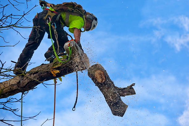 Best Leaf Removal  in Minden, NV